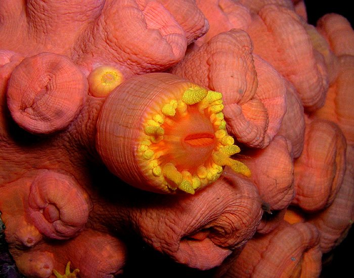 Cup Coral Polyp Blooming