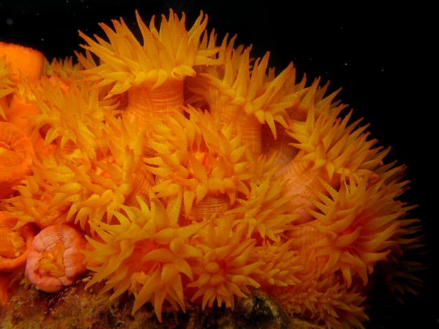Cup coral
