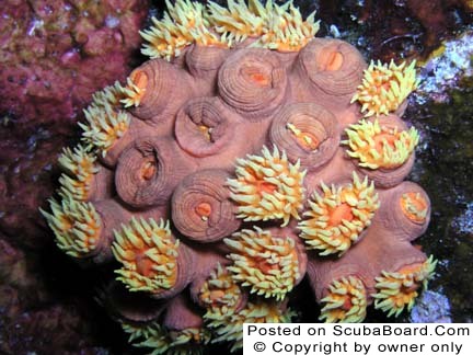 Cup Coral