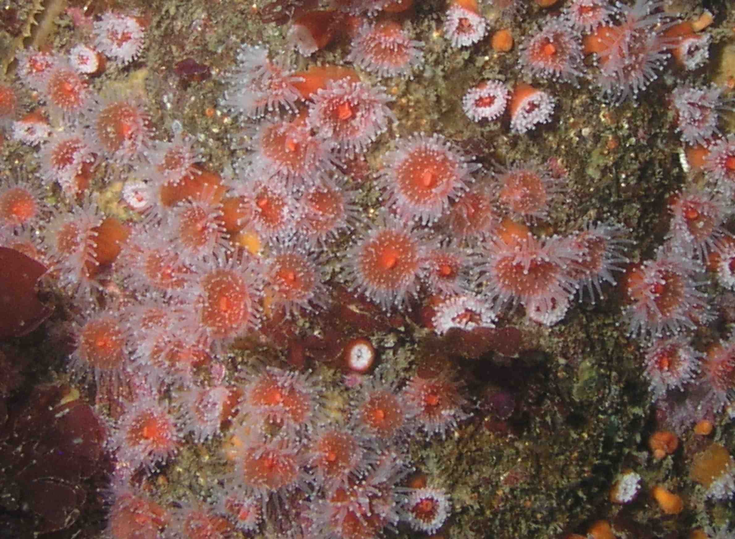 Cup Coral