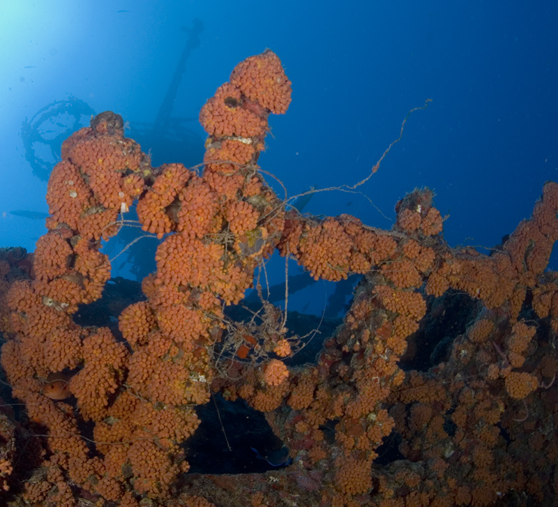 Cup Corals on the Duane