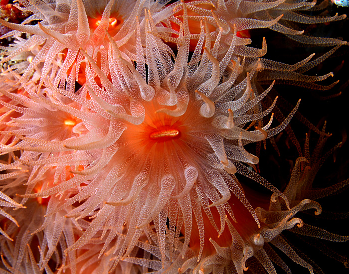 Cupr Coral Opens at Night