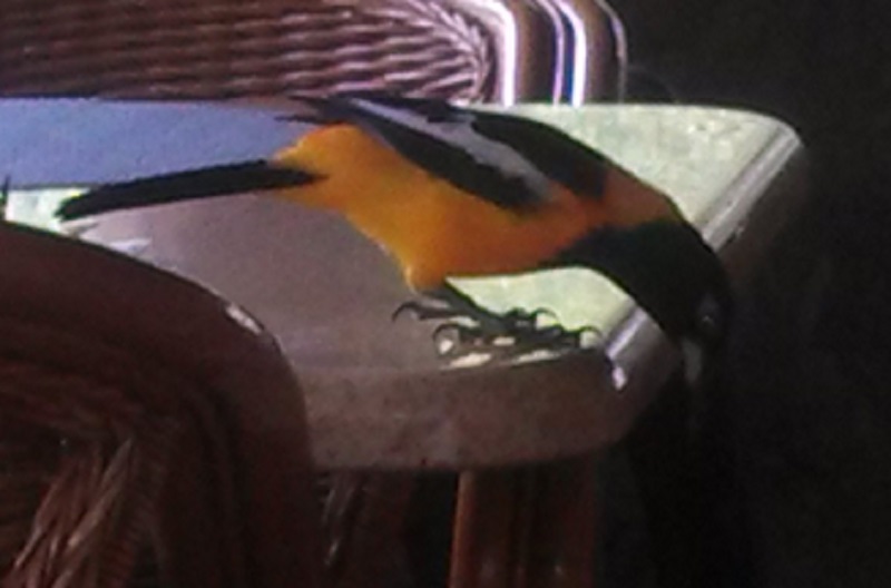 Curacao 2014: Breakfast