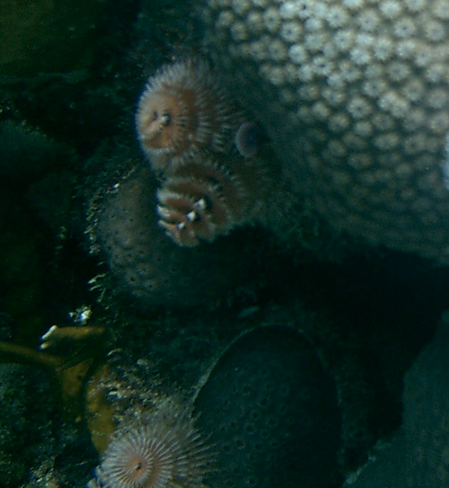 Curacao Christmas Tree worms