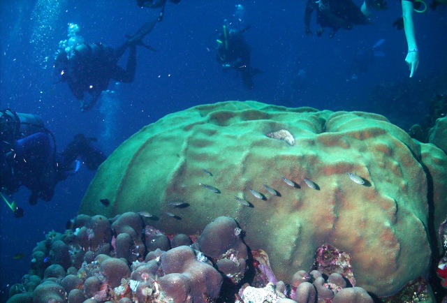 Curacao Coral