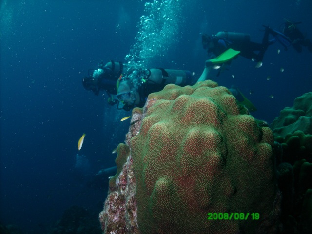 Curacao Coral