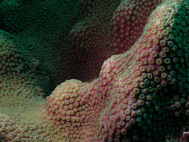 Curacao Coral