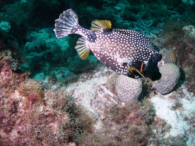 Curacao Puffer