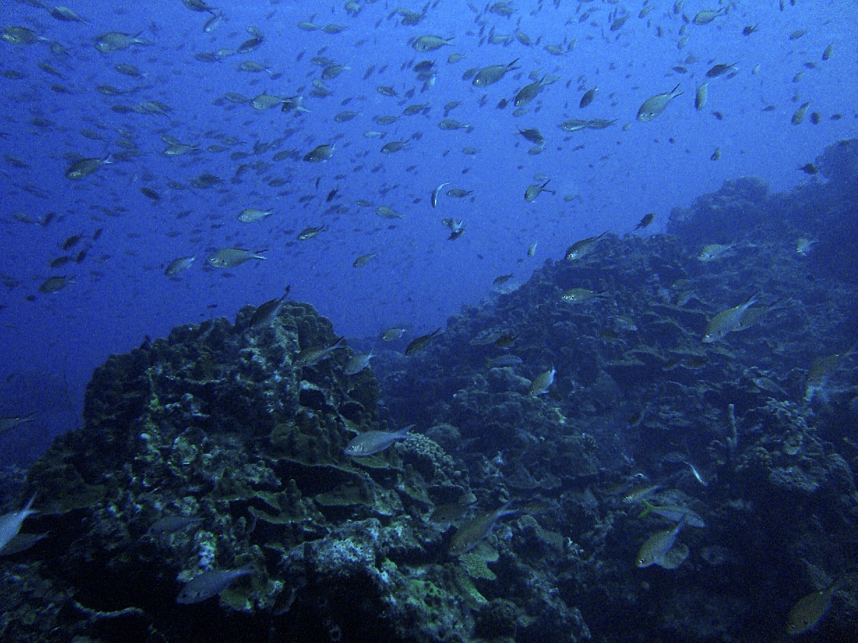 Curacao Reef Diving - Fish