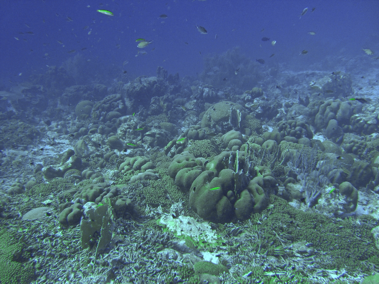 Curacao Reef Diving - Rediho boat dive