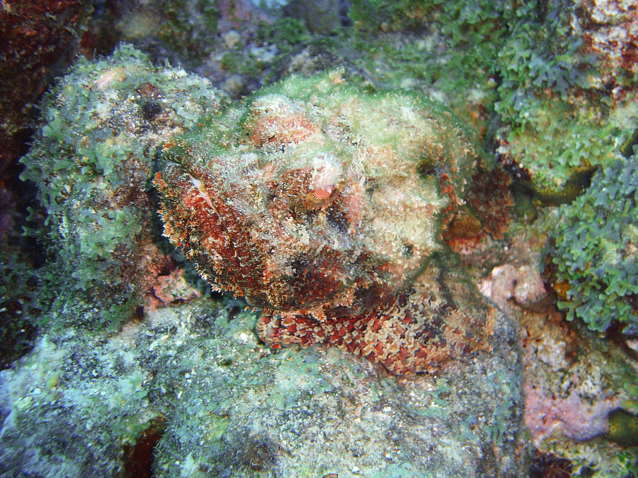 Curacao Reef Picture - Stonefish