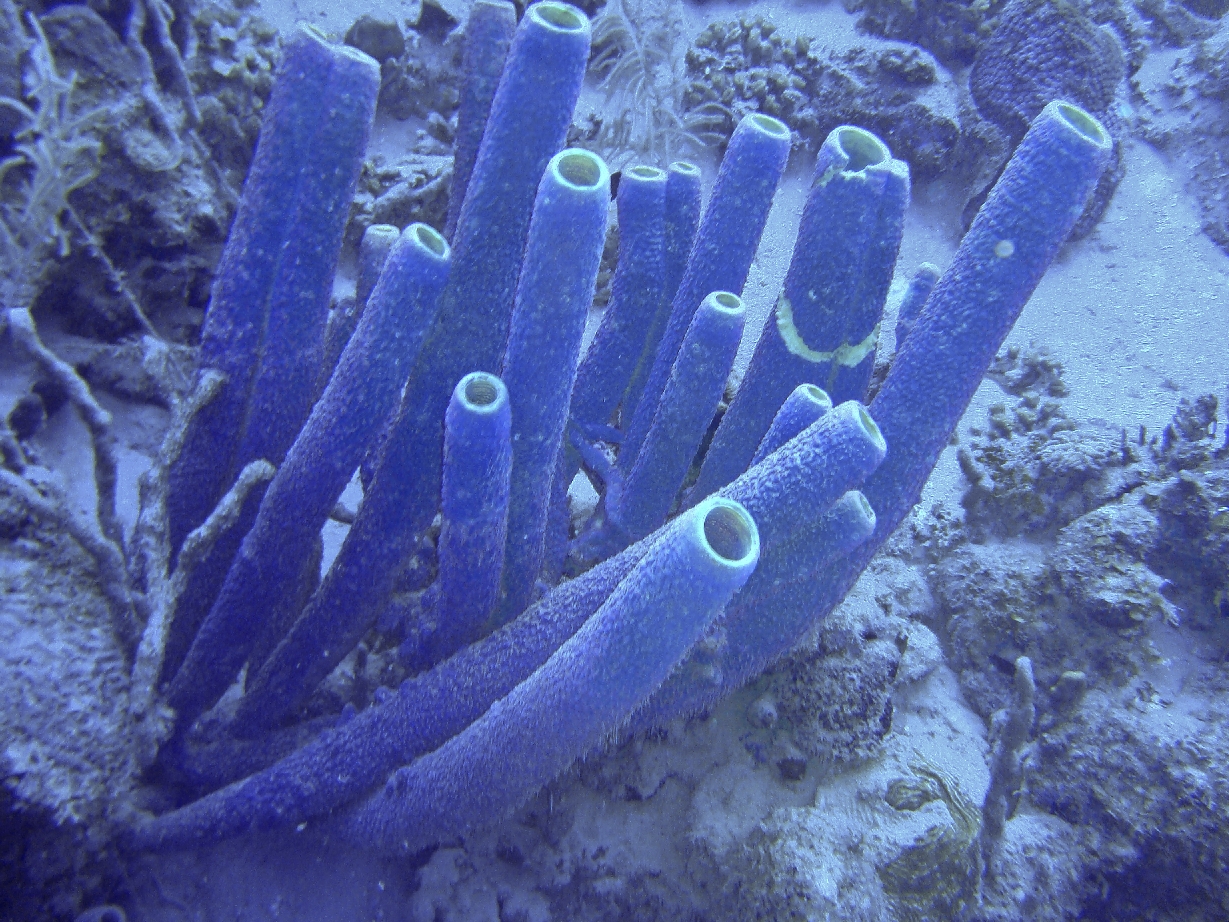 Curacao Reef Sponges