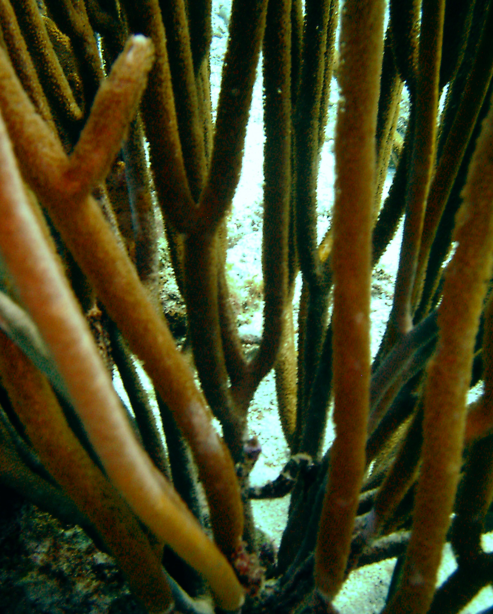 Curacao Sea Horse