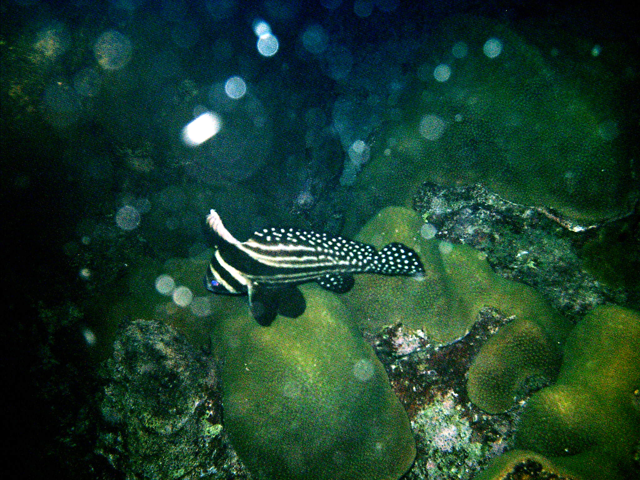 Curacao Spotted Drum