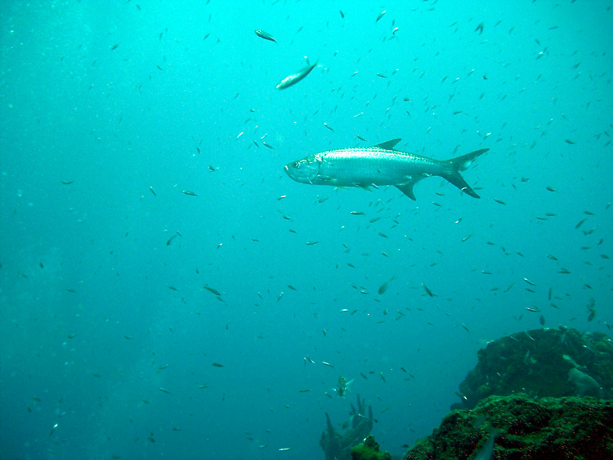 Curacao Tarpon on the Superior Producer site