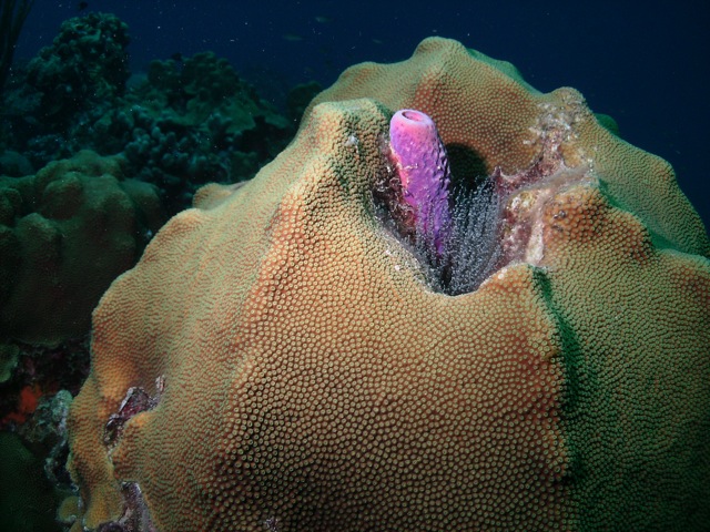 Curacao Tiny Sponge