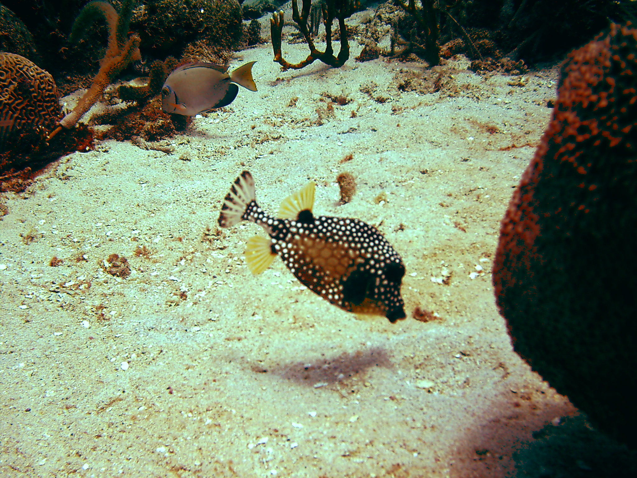 Curacao Trunk Fish