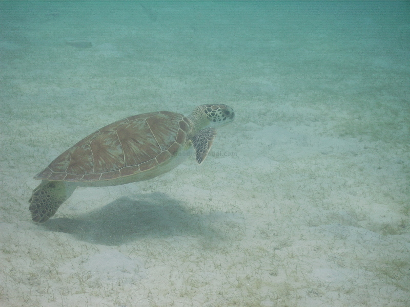 Curacao Turtles