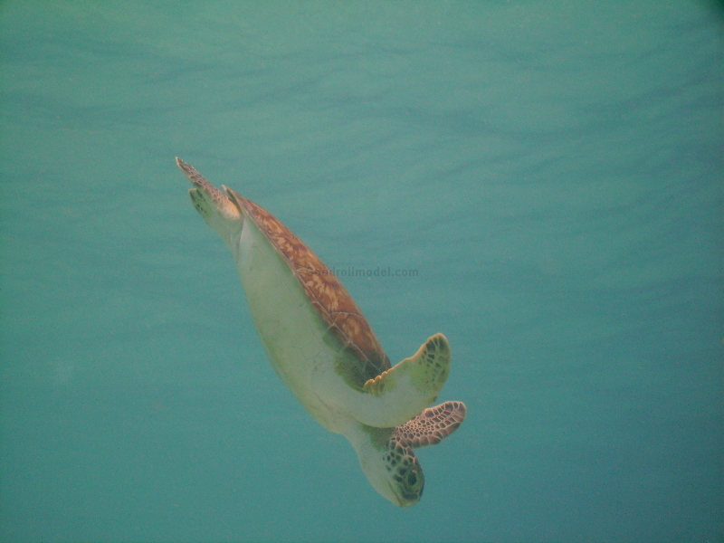 Curacao Turtles