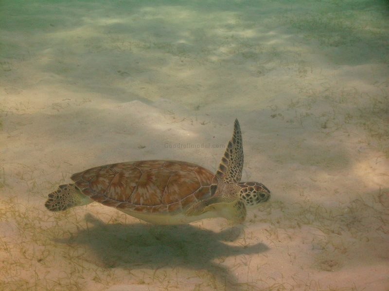 Curacao Turtles