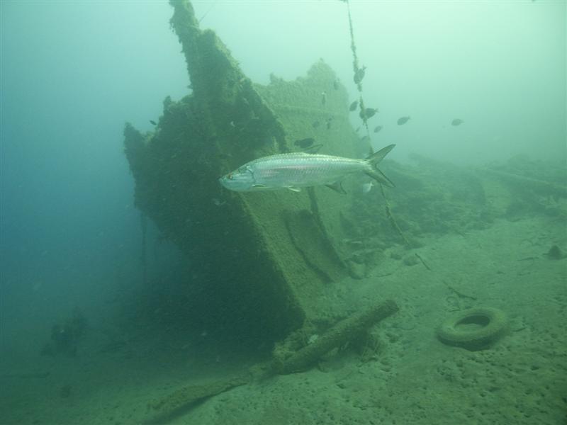 Curacao wrecks SS Mediator (1884)