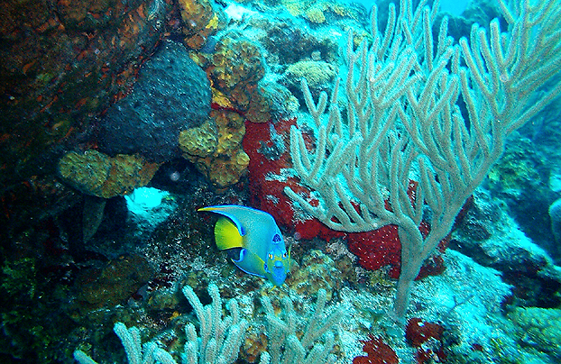 Curious Angel - Cozumel