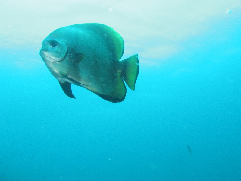 Curious Batfish