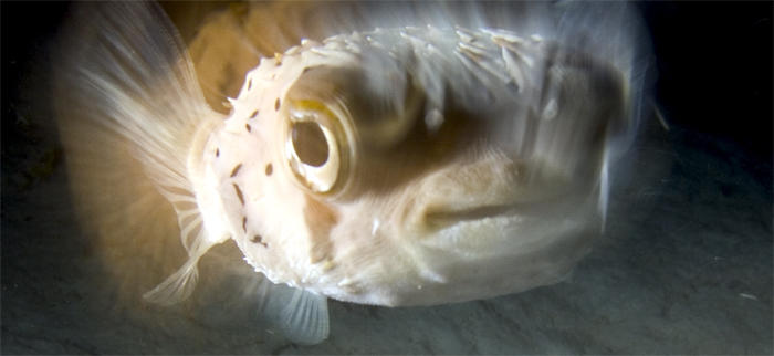 curious burrfish