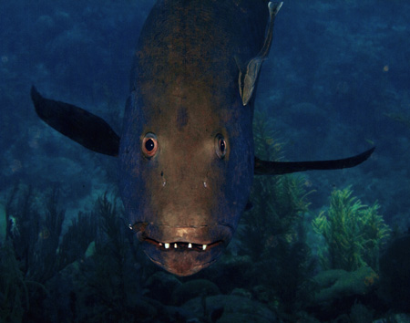 curious grouper