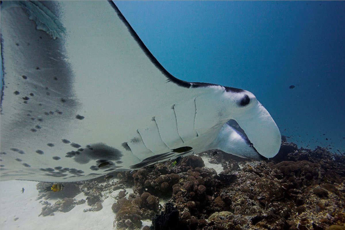 Curious Scarred Manta