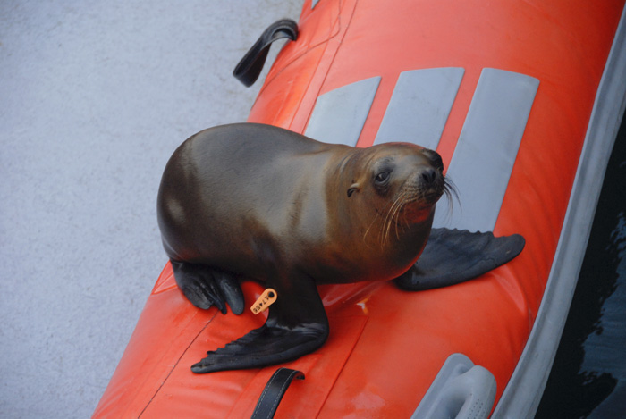 Curious Sea Lion