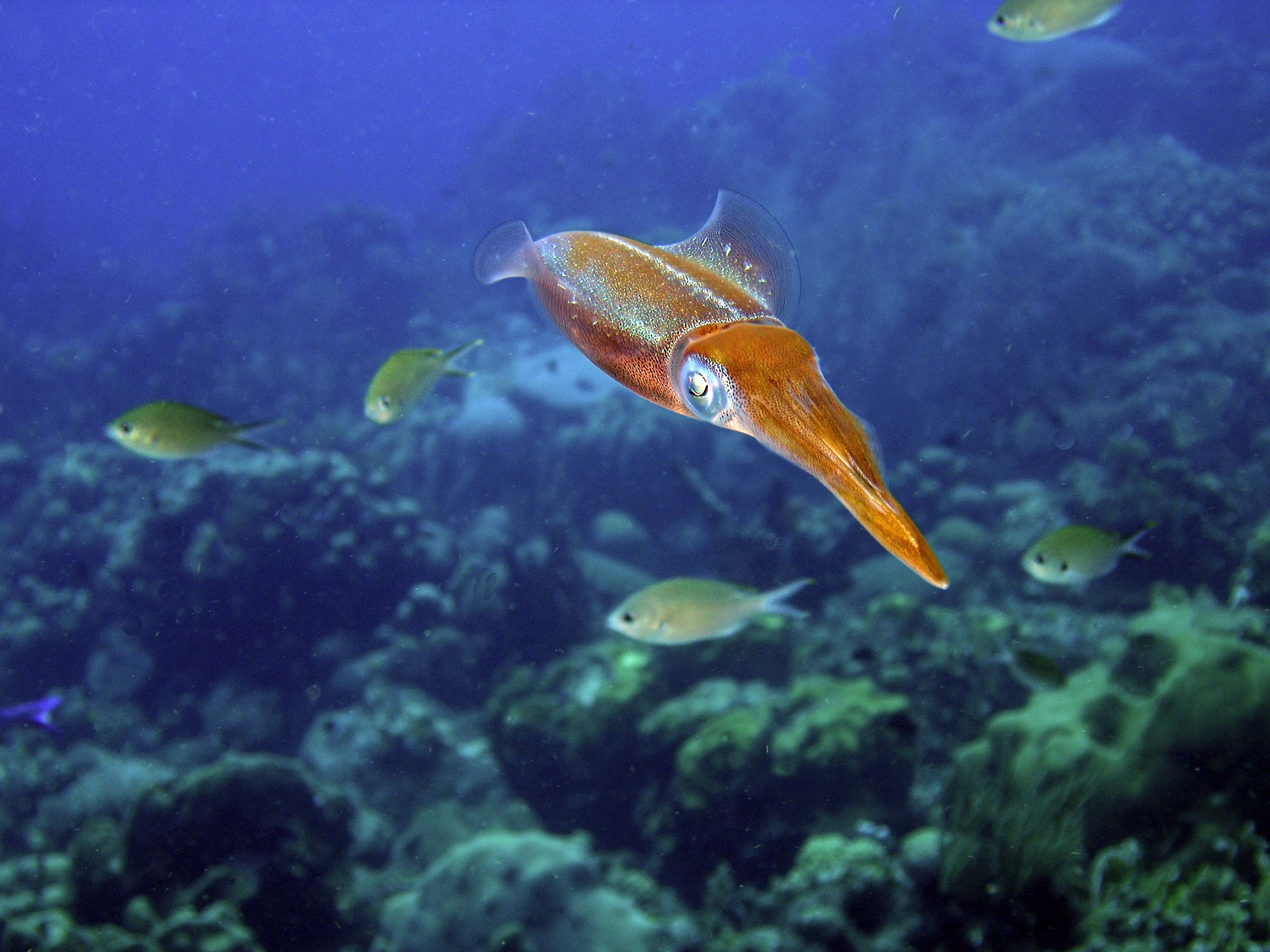 Curious Squid