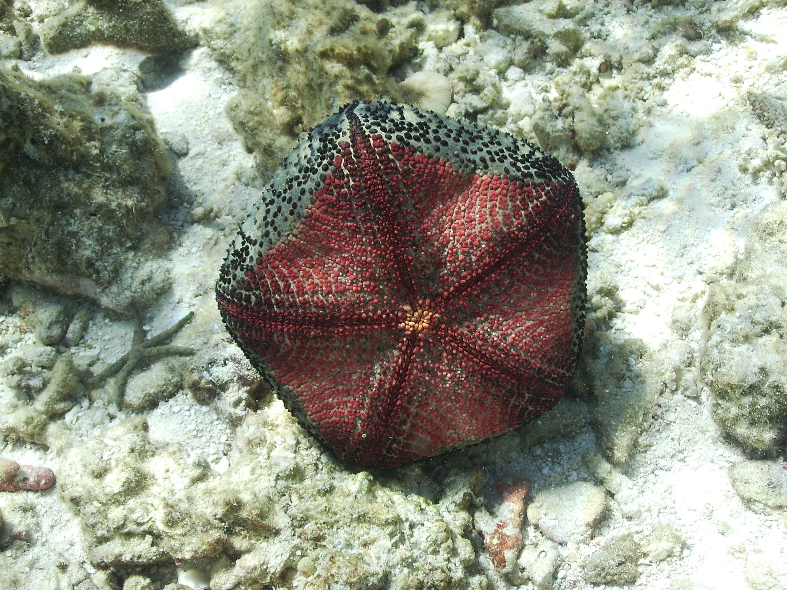 Cushion star underside