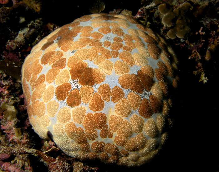 Cushion Star