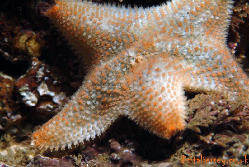 Cushion Star