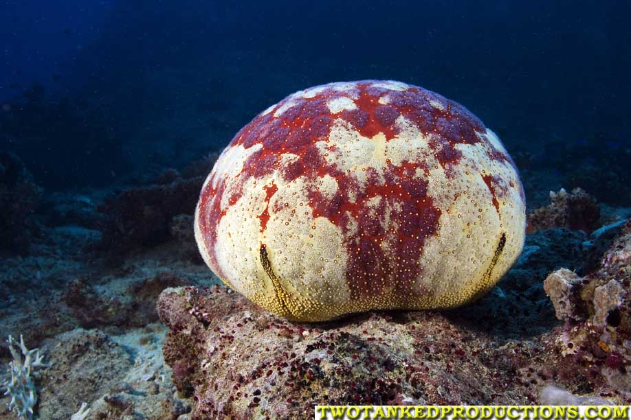 Cushon Star Beqa Lagoon Fiji