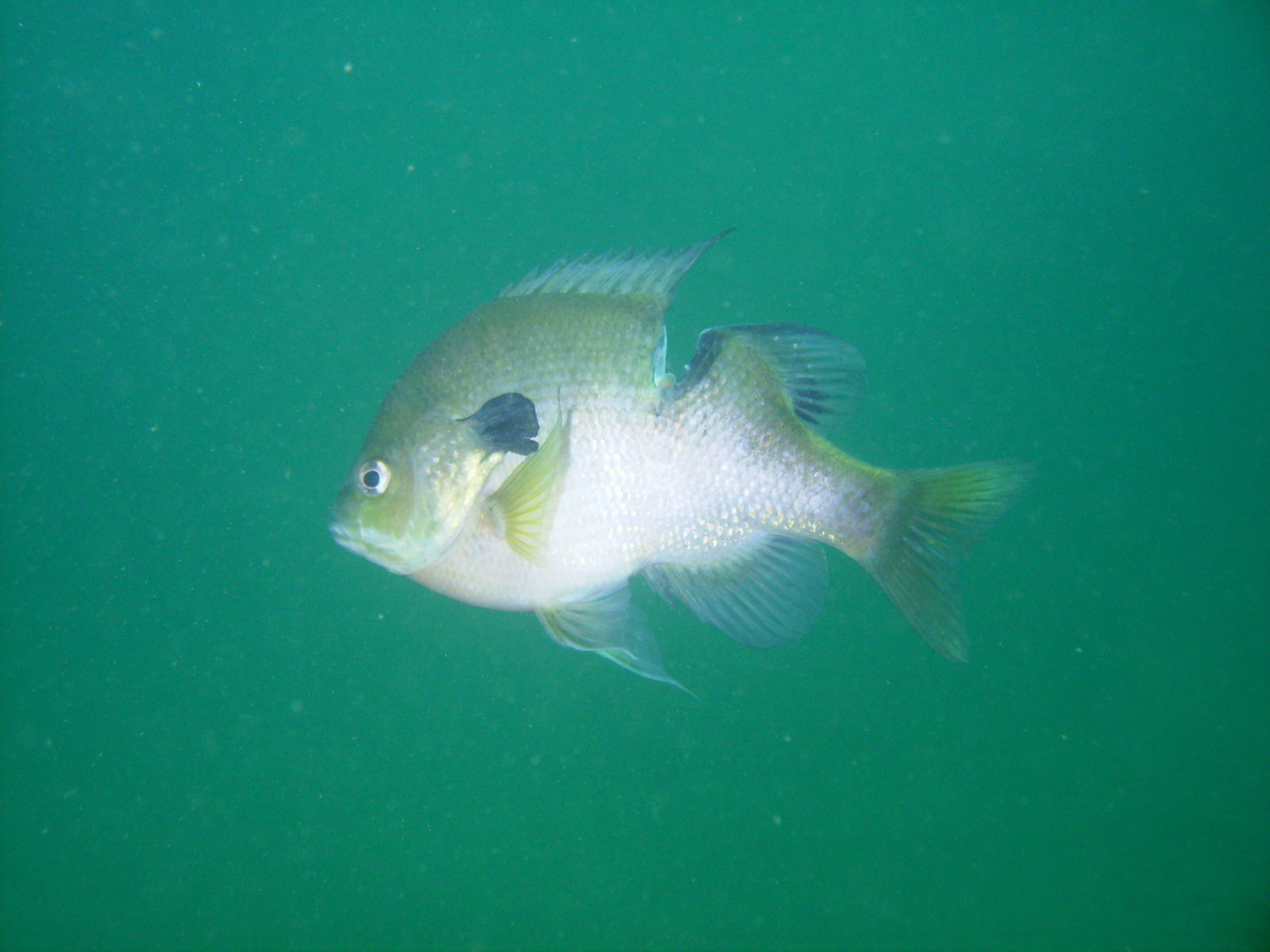 cutfish