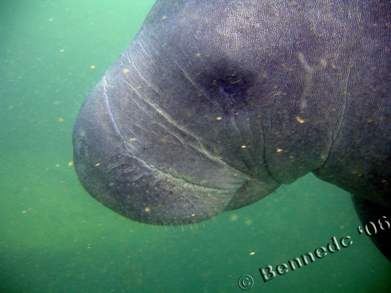 Cutie Manatee