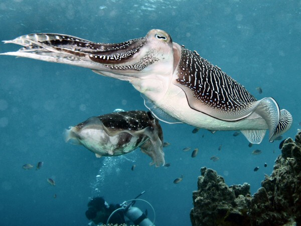 Cuttle fish laying eggs