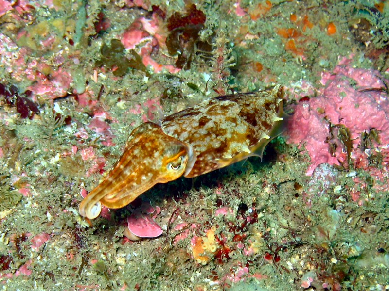 cuttle fish or little squid