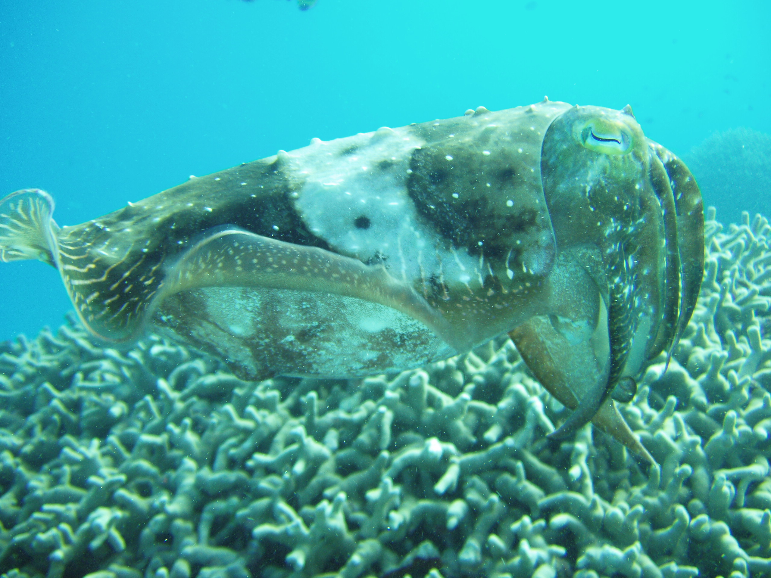 cuttle fish