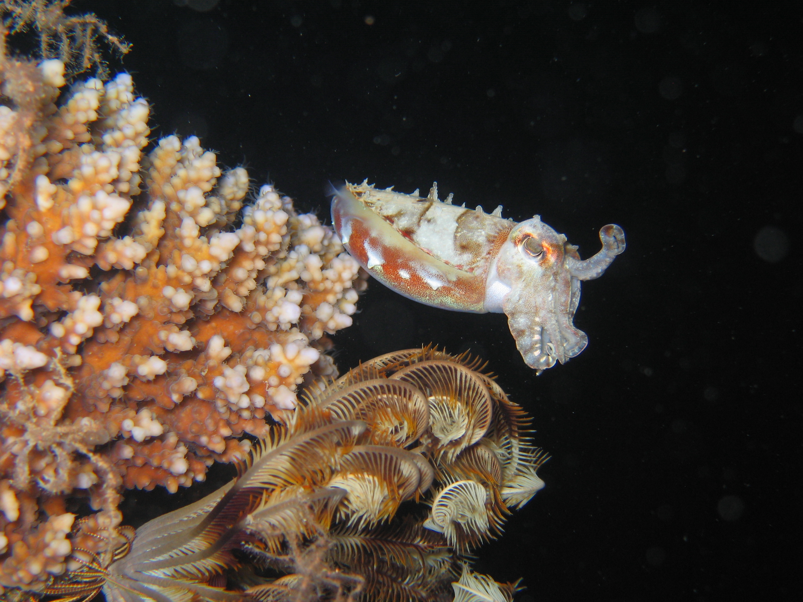 cuttle fish