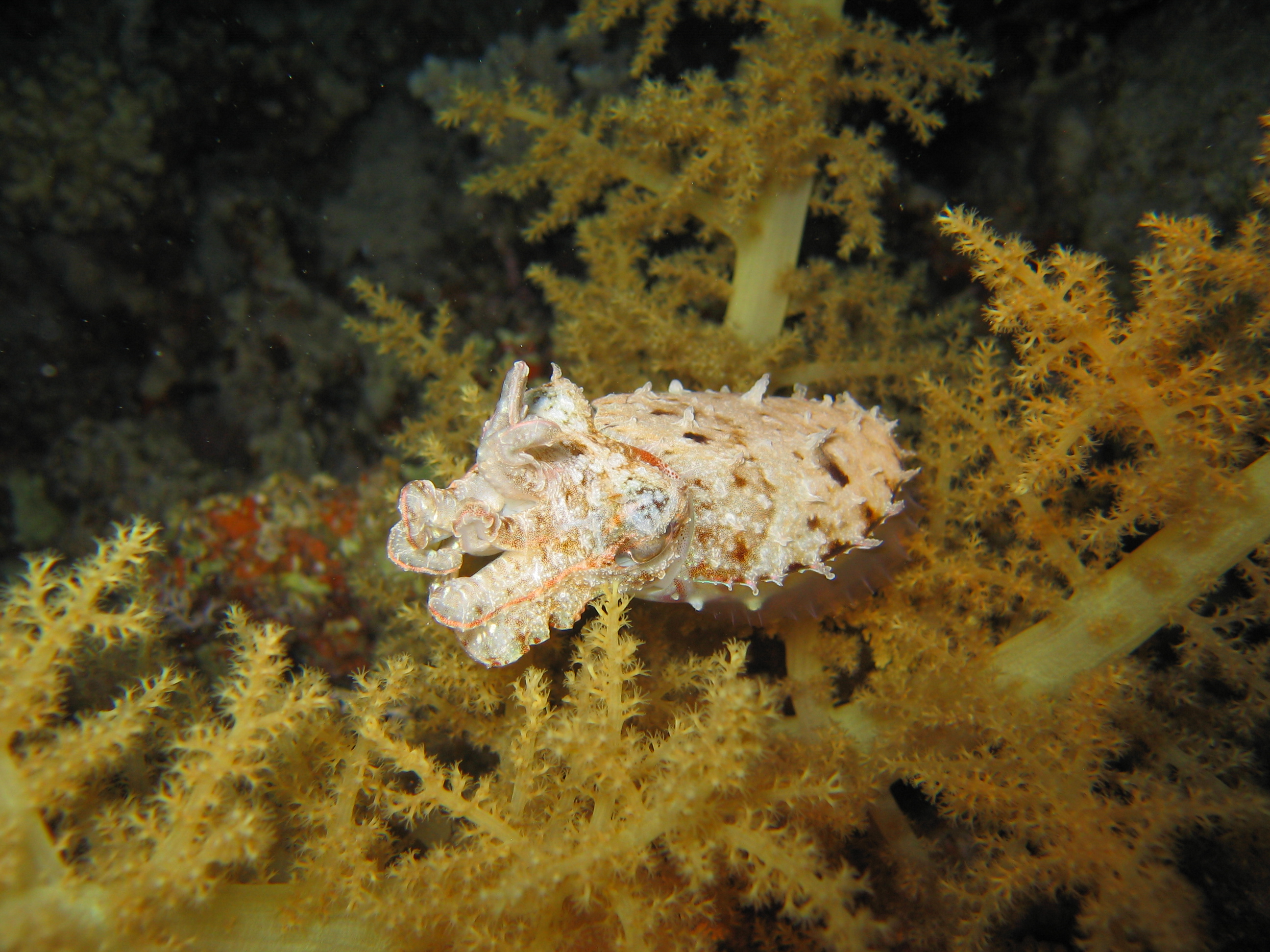 cuttle fish