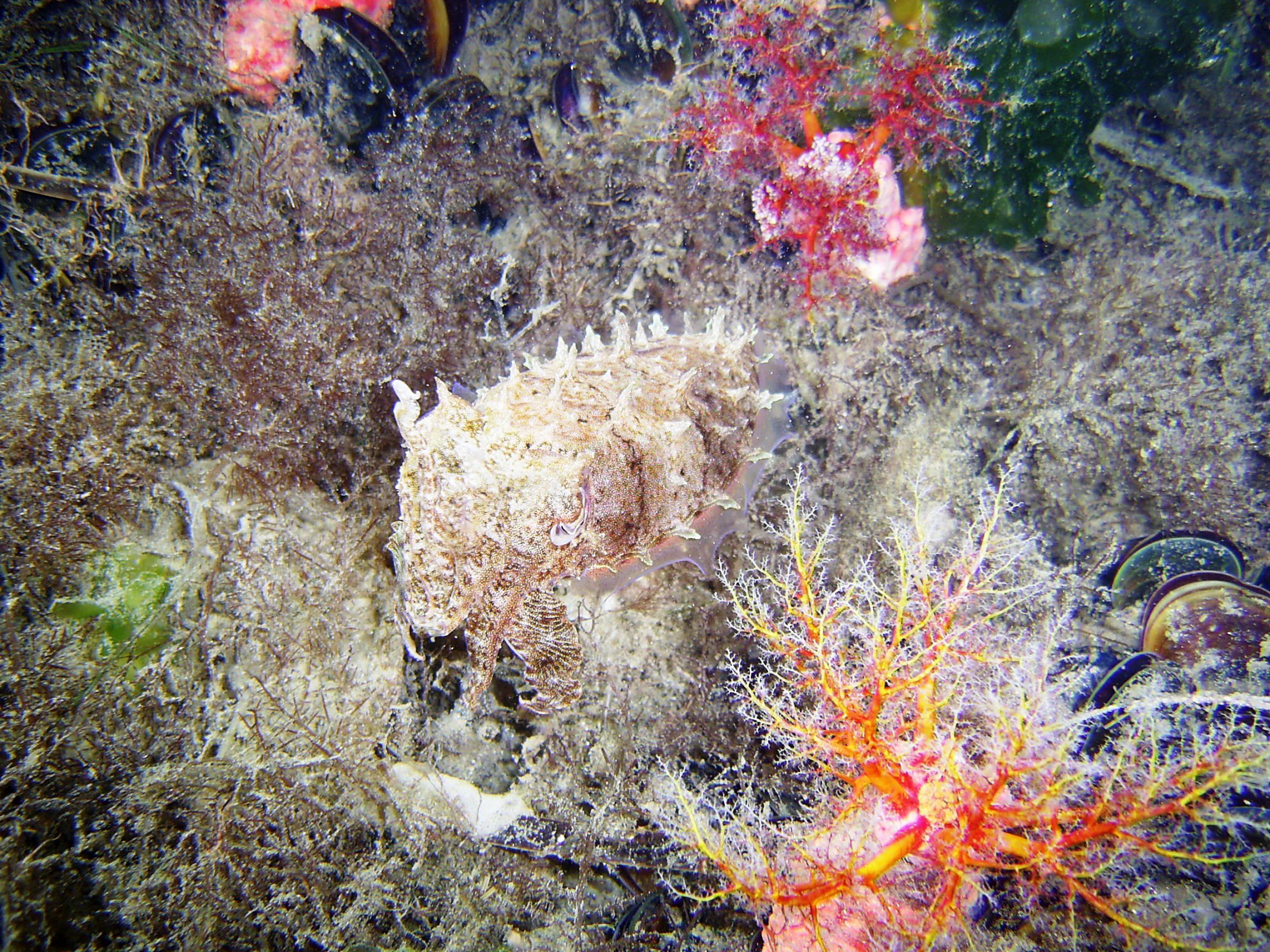 Cuttle Fish