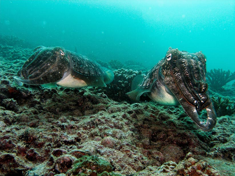 cuttle fish