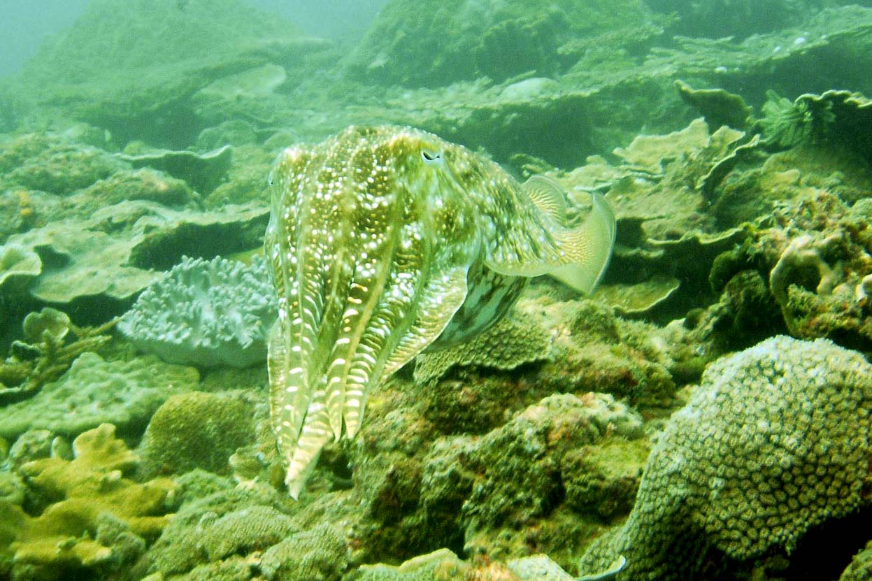 cuttle fish