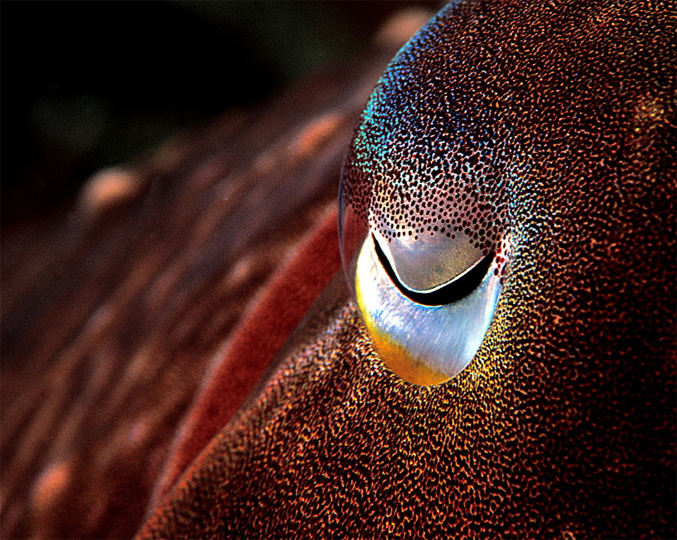 Cuttle up close