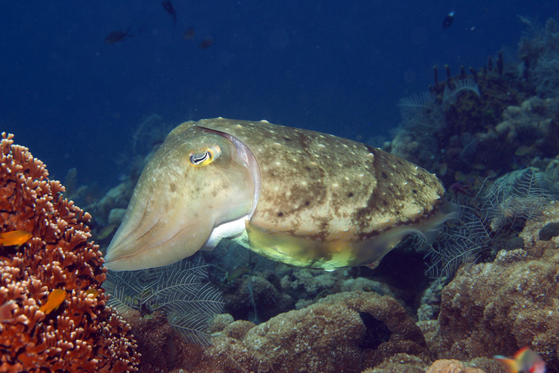 Cuttle