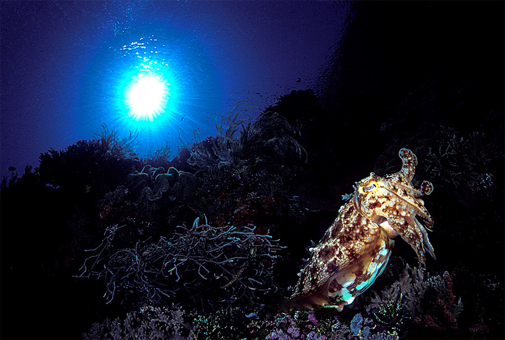 Cuttlefish and sunburst