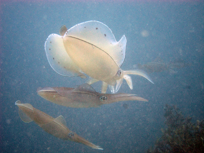 Cuttlefish "Aori-ika"